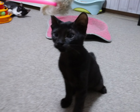 かわいい黒猫子猫