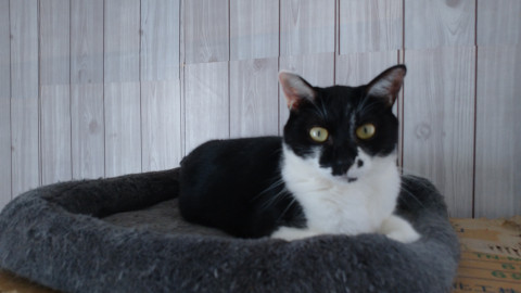 かわいい黒白男の子