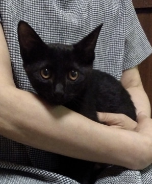 生後３ヶ月の黒猫ちゃん