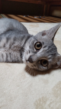 三姉妹♡珍しいグレーの美猫ちゃんです。