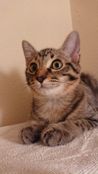 猫は大好き びびり キジトラ(♂)