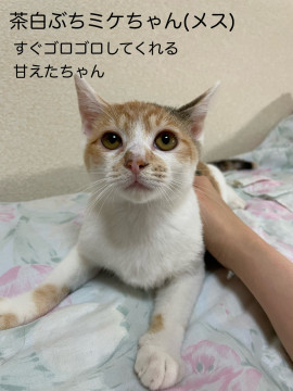 甘えっ子茶白ぶちミケちゃん