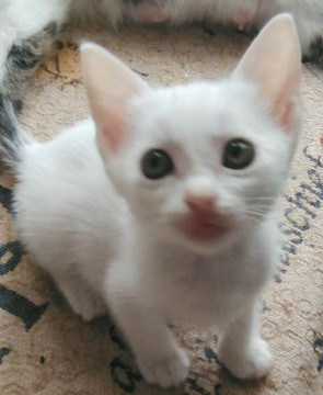 カラス達から、救出された白子猫