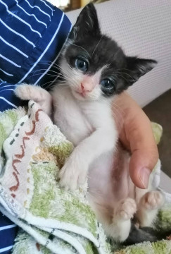 小さいハチワレちゃん