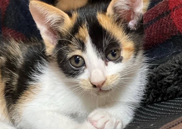 福岡県 三毛猫のくるみちゃん 猫の里親募集 ネコジルシ