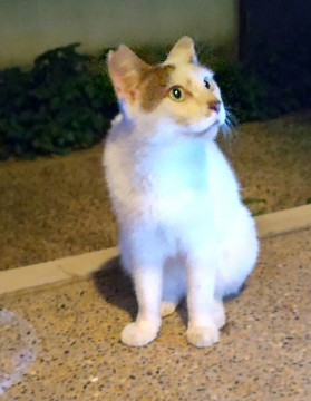 甘えん坊のシロキジだいちゃん