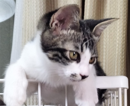甘えん坊の美猫ちゃんです。