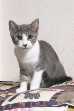 グレー・白 美猫です。