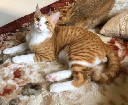 お利口なイケニャン小麦くん