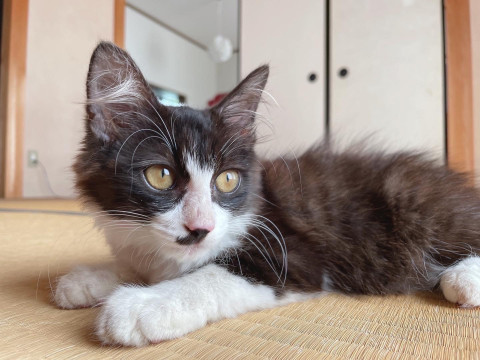 ふわっふわ長毛ハチワレボーイ ひー君