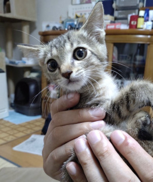 つぶらな瞳可愛い生後1ヶ月