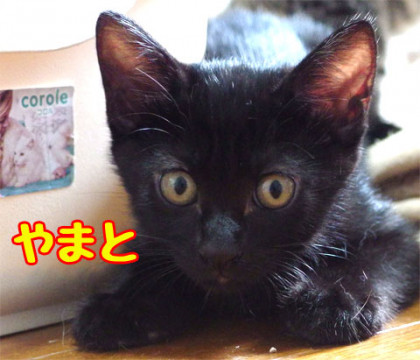 元気いっぱいの黒猫ちゃん