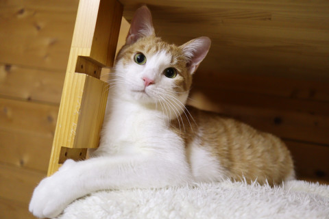 王子様のように美しい・エミール