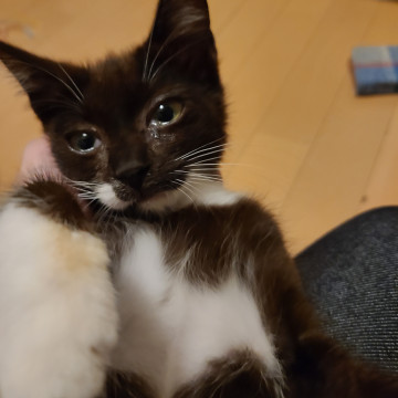 とっても珍しい柄の仔猫ちゃん