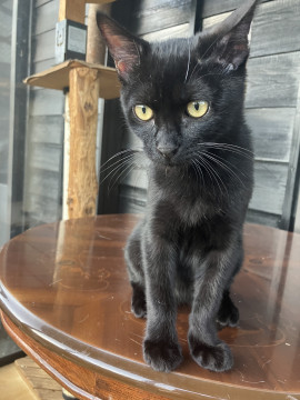 可愛い黒猫君、1ヶ月です。
