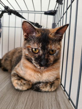 子猫　サビ　♀️　４ヶ月