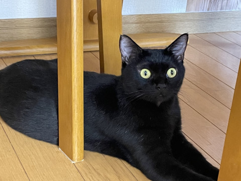 賢い黒猫ママ☆ちらしちゃん
