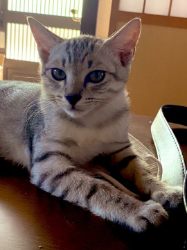 灰色子猫ちゃん