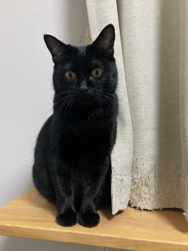 【ツンデレ好きさんへ】ツンデレのりちゃん