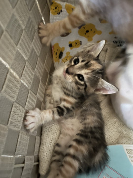 可愛いサビの子猫