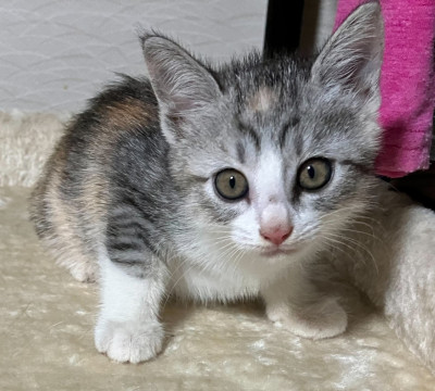 かわいい三毛猫ちゃん