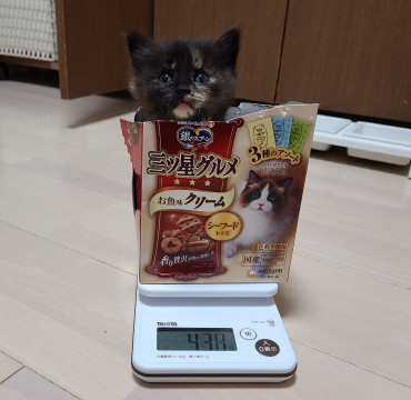 美人サビ猫♡