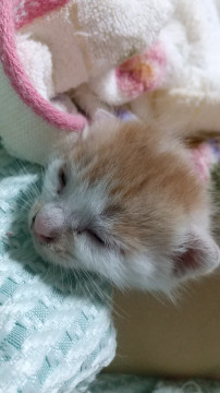 茶白 しっぽトラ柄