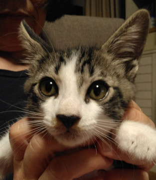 ここまで育ってくれた仔猫ちゃん