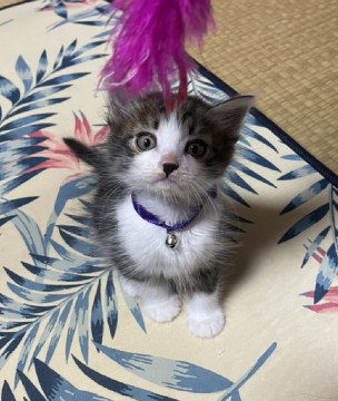兄妹そっくりな仔猫ちゃん