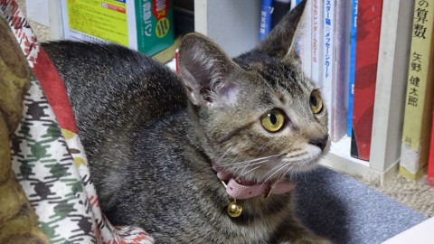 ヤンチャで楽しい可愛い子猫