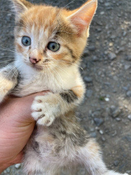 宮城県北部より猫の里親を募集