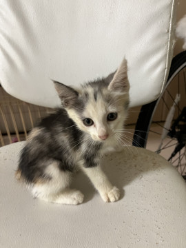 生後2ヶ月の三毛猫ちゃん
