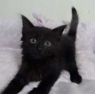 長毛黒猫のナイト君、兄妹と一緒に