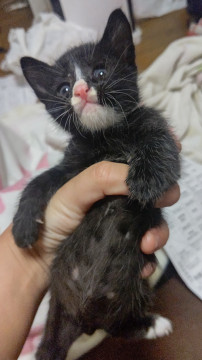可愛い子猫