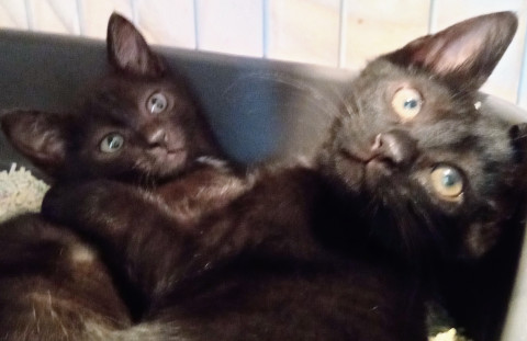 子猫2ヶ月位、右が男の子！黒猫さん！