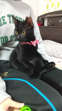 遊ぶの大好き甘えん坊な黒猫ハルくん