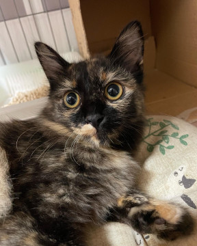 美人でお茶目なサビ猫❤️長毛