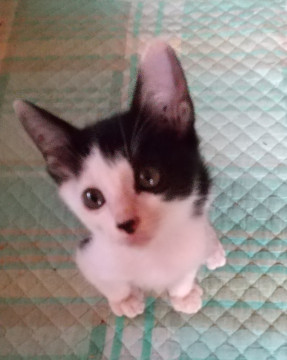 愛嬌のある可愛い白黒子猫ちゃん