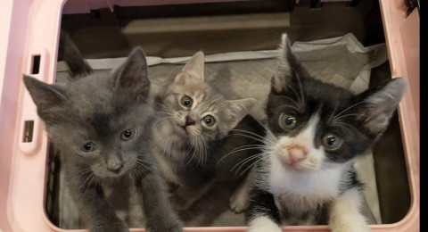 5兄弟姉妹☆ミネット、カリーヌ、リリー