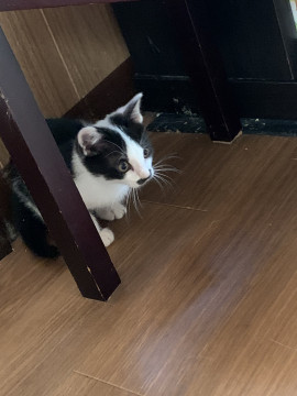 お髭のだん君