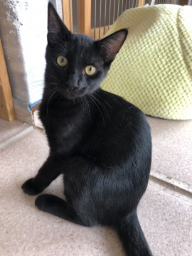 艶黒ネコの男の子