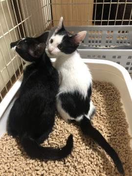 甘えん坊兄弟一緒にどうですか?