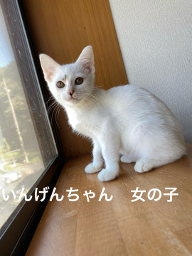 模様がチャームポイントのいんげんちゃん