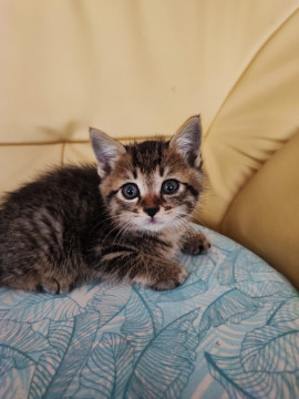 美仔猫