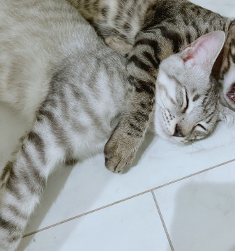 グレーの子猫
