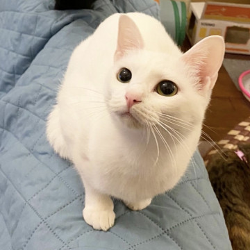 まっしろ美猫 すだちちゃん