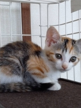色白の美形の三毛猫さん