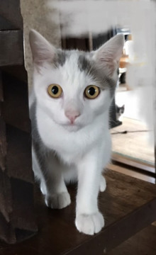 人懐っこいねこちゃん