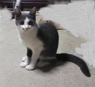 人懐っこいメスねこちゃん