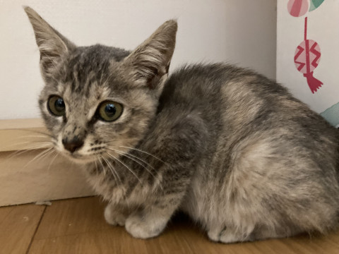 グレーの子猫